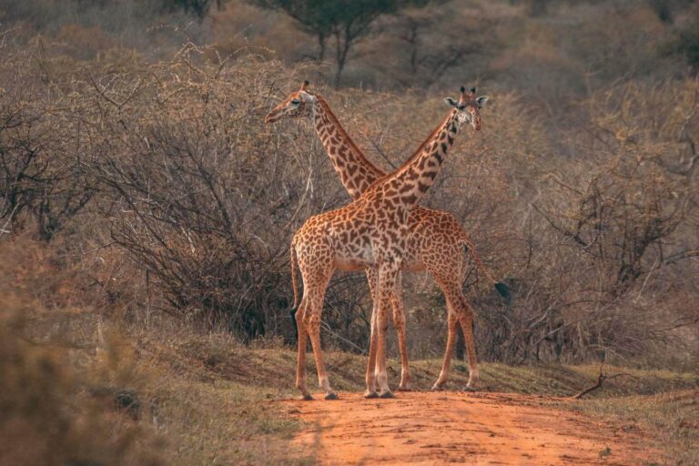 2 Days Tanzania Safari from Dar Es Salaam, Ultimate Trip 2025