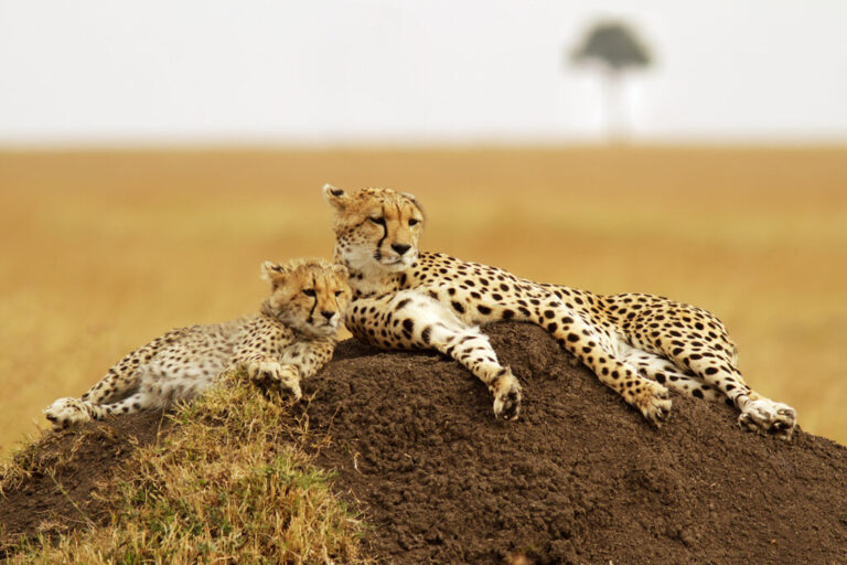 7 Days Tanzania Safari & Zanzibar Beach Holiday