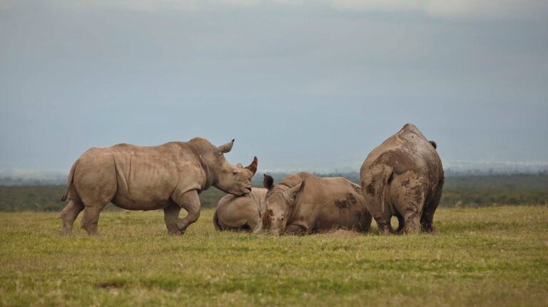 6 Days Tanzania Chimps Trekking
