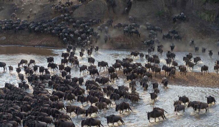 9 Days Photography Safari in Masai Mara & Serengeti Migration
