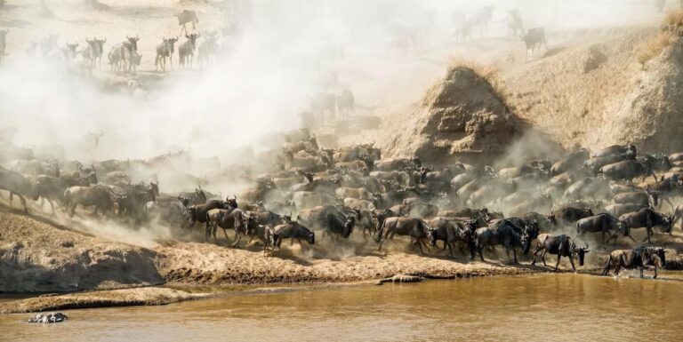 6 Days Serengeti Migration Safari  (Crossing River Serengeti Migration Safari)