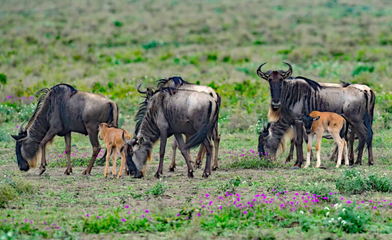 7 days Serengeti migration photography safari calving season
