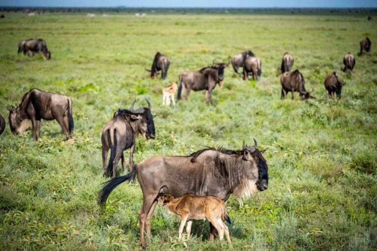 6 Days Serengeti Migration Safari (Calving Season Serengeti Migration Safari)