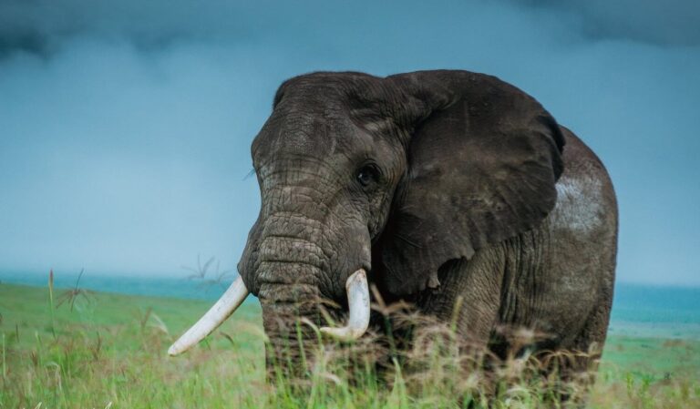 5 Days Tanzania Safari