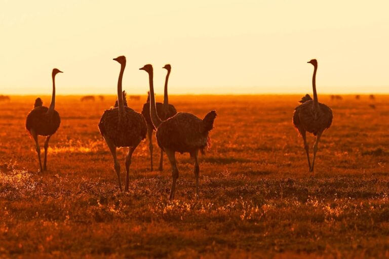 8 Days Classic Kenya and Tanzania safari