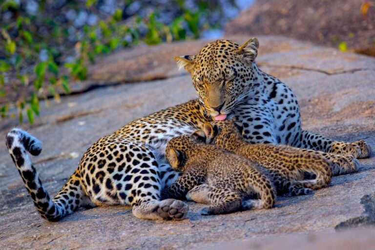 3 Days Tanzania Safari from Zanzibar