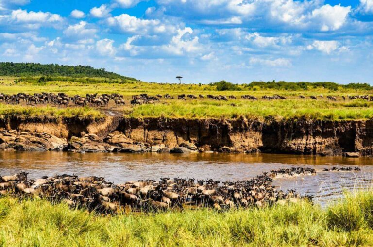 5 Days Serengeti Migration Safari  (Crossing River Serengeti Migration)