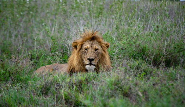 2 Days Serengeti Safari from Zanzibar, Best Wildlife Package 2025