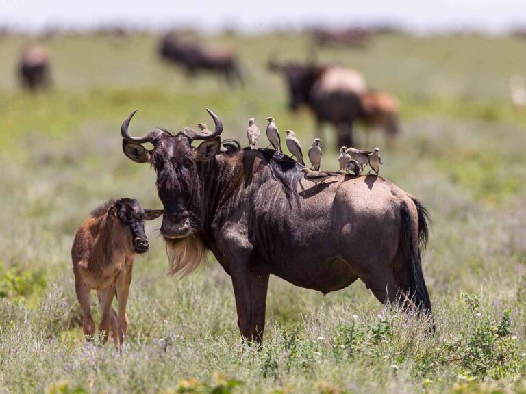 5 Days Serengeti Migration Safari (Calving Season Serengeti Migration Safari)