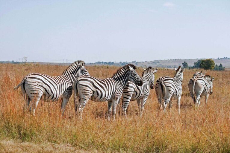 7 Days Tanzania Safari from Dar Es Salaam