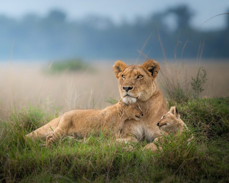 tanzania camping safari
