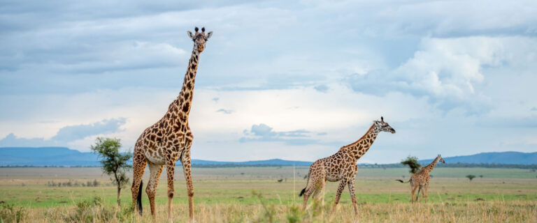 Best Time to Visit Tanzania for a Budget Safari