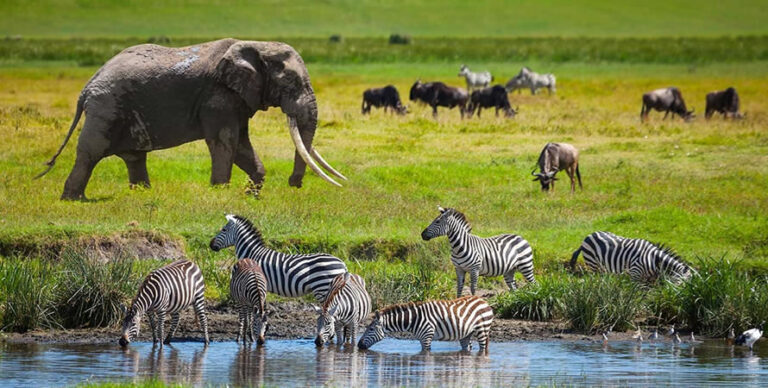 Best Safari Destination
