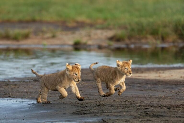 tour operators, 5 to 6 Days Tanzania Camping Safari