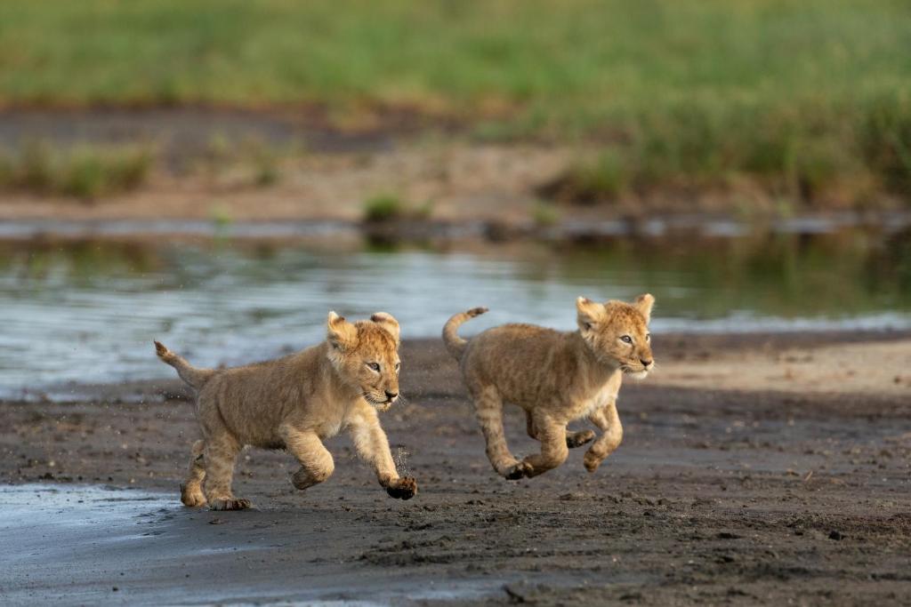 tour operators, 5 to 6 Days Tanzania Camping Safari