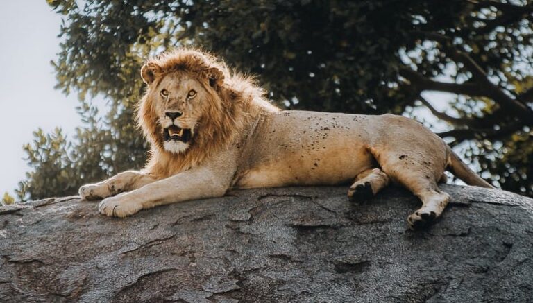 Top 10 Animals
