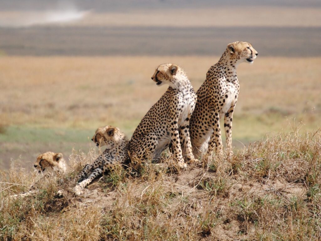 2 Days Tanzania Camping Safari