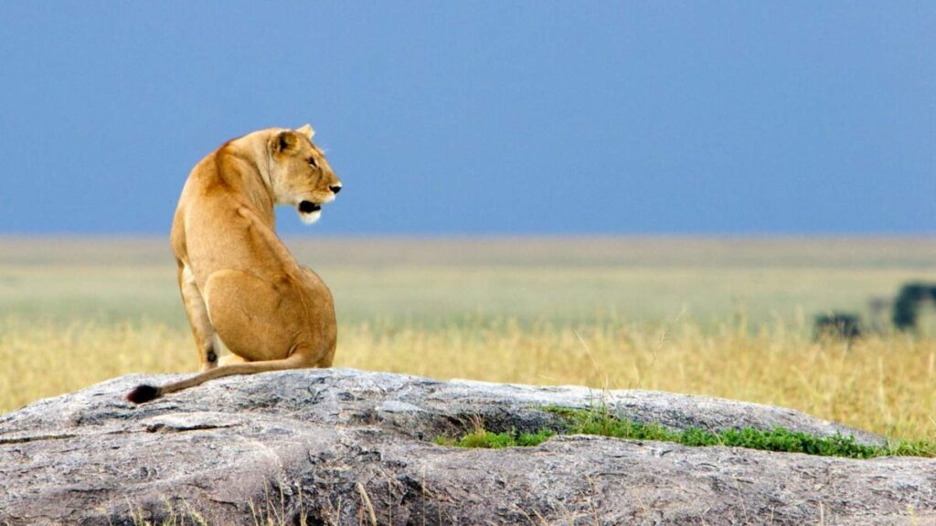 Why Tanzania Is the Best Safari Destination in Africa