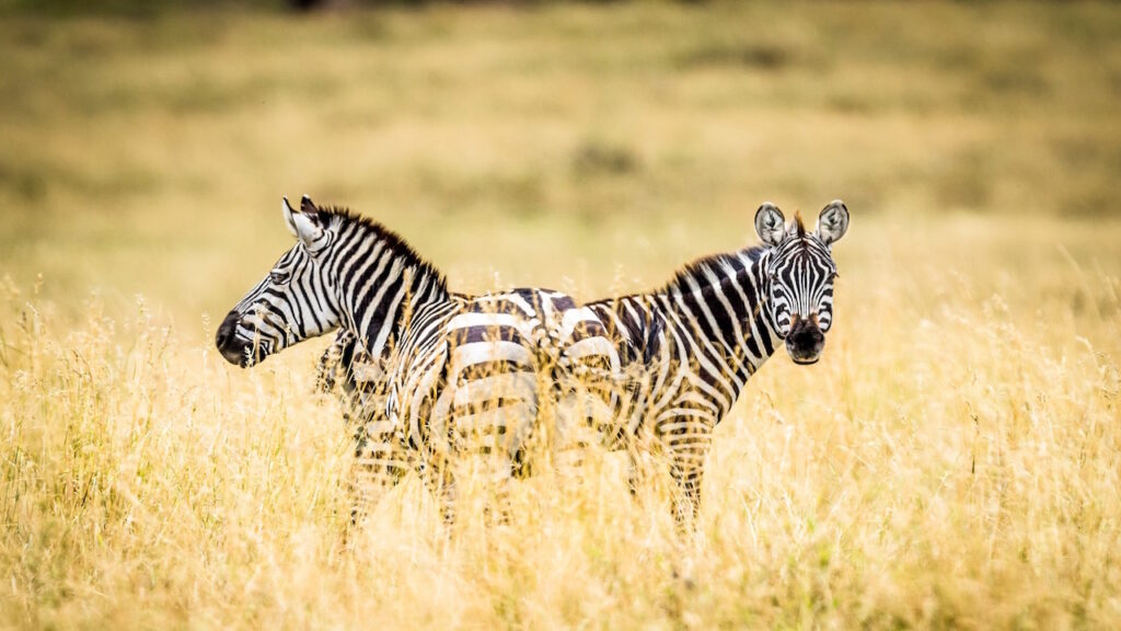 4 Days Tanzania Camping, Best time to visit Tanzania for a budget safari