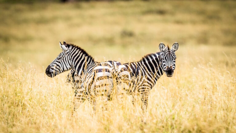 4 Days Tanzania Camping, Best time to visit Tanzania for a budget safari