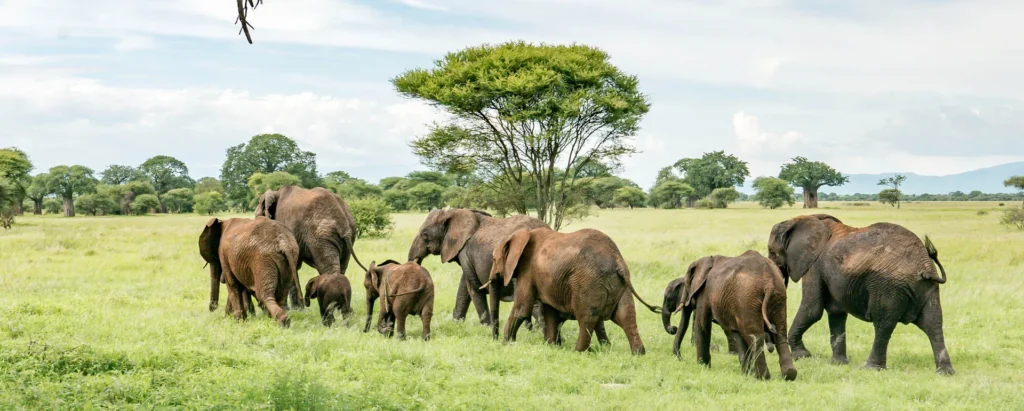 What to Pack for a Tanzania Safari (Complete Checklist)