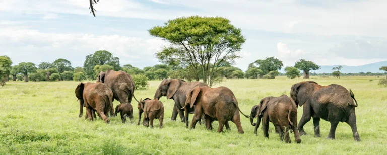 What to Pack for a Tanzania Safari (Complete Checklist)