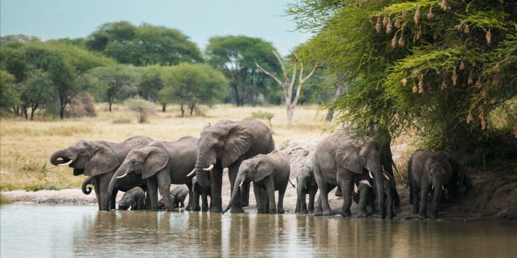 Why Tanzania Is the Best Safari Destination in Africa