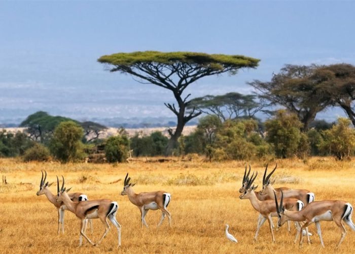 Amboseli National Park6