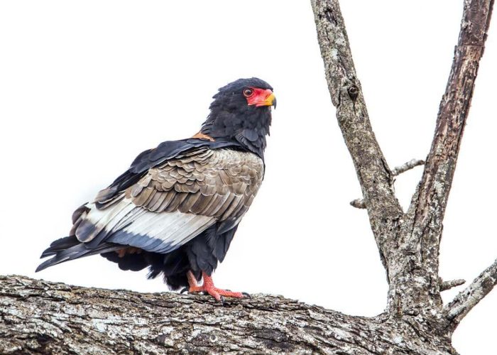 Birding Safari3