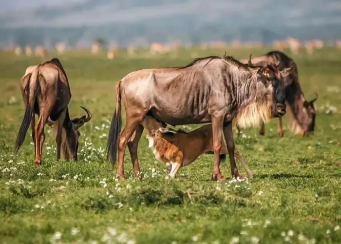 CALVING SEASON