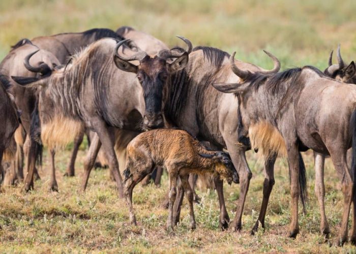 Calving Serengeti