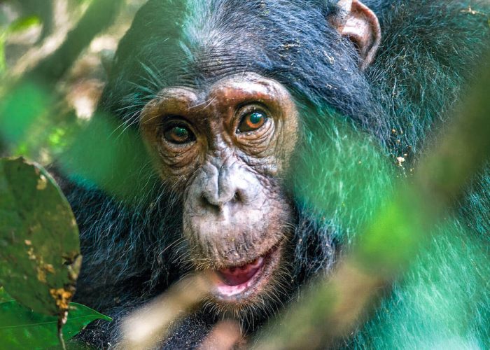 Chimpanze Uganda