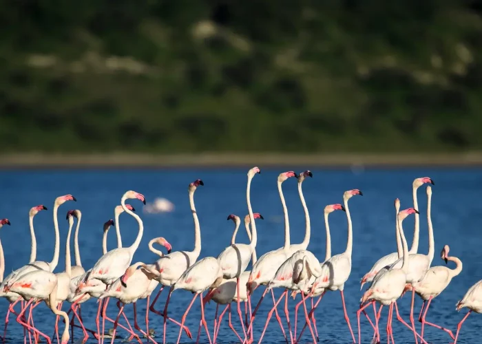 Lake manyara national Park