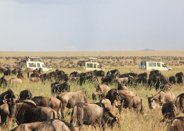 Serengeti Great Migration