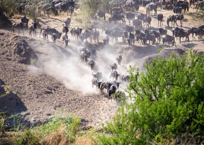 Serengeti Migration Safari