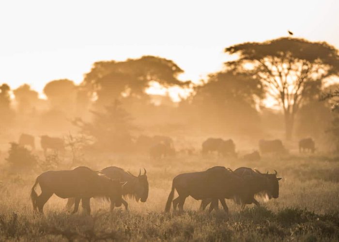 Serengeti safari in tanzania