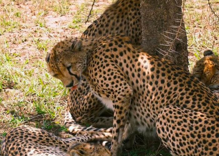 Tanzania serengeti national apark