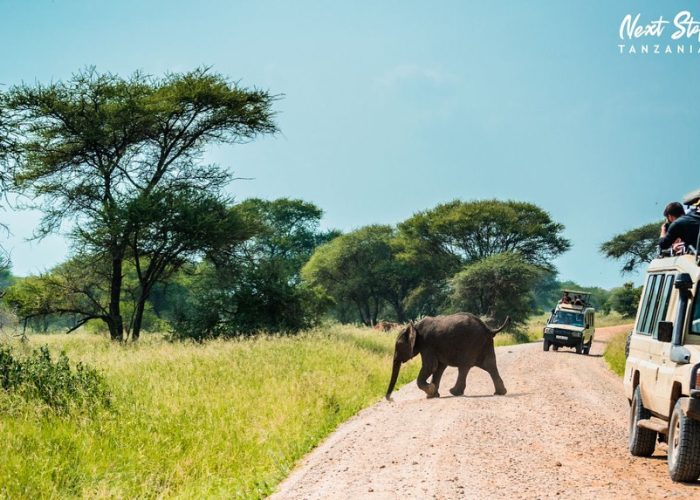 Tarangire national park