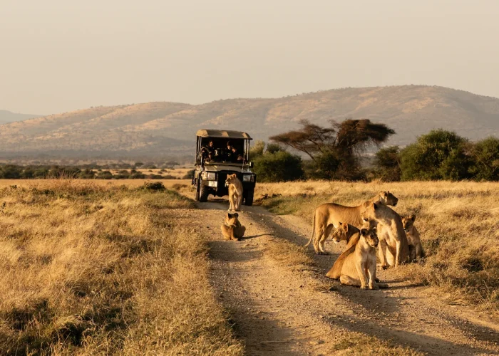 amboseli lion