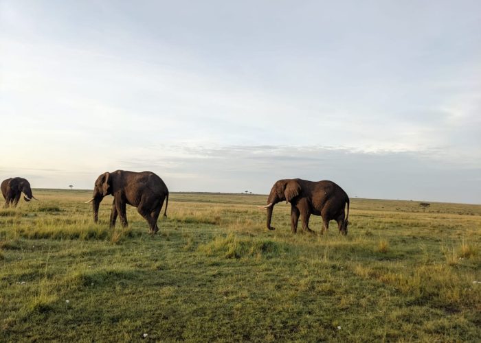 amboseli1