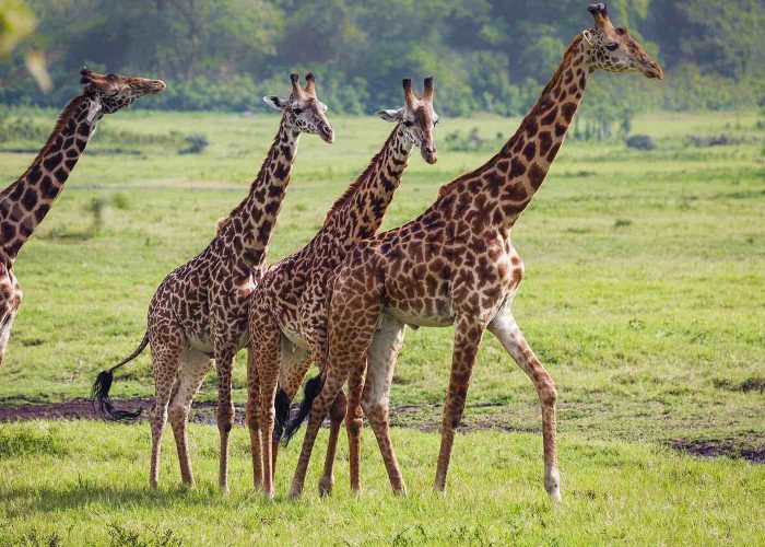 arusha national park