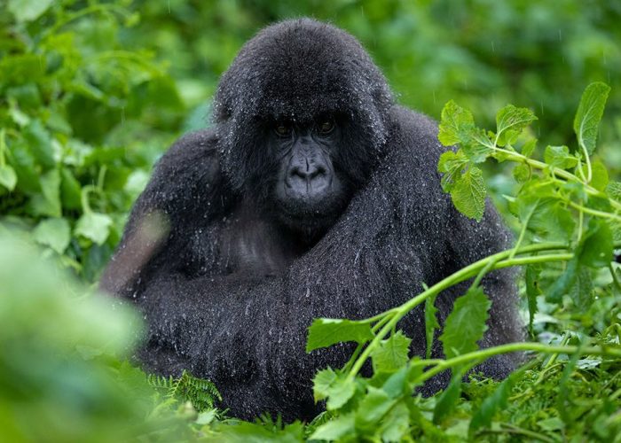 bwindi gorillas