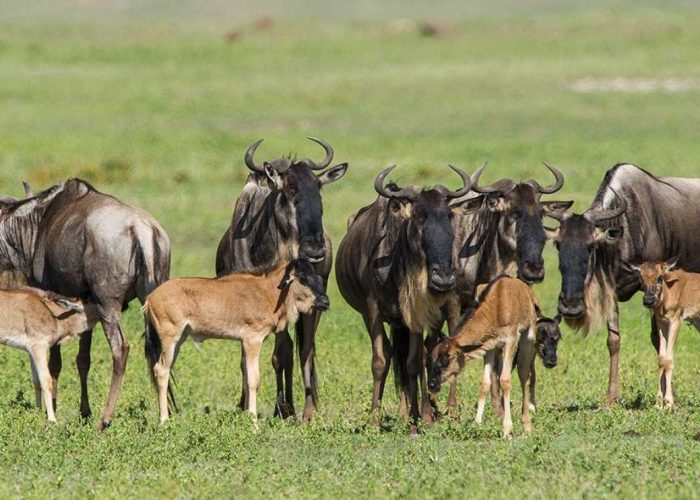 calving migration serengeti