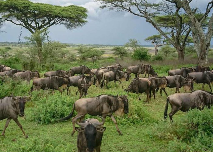 central serengeti