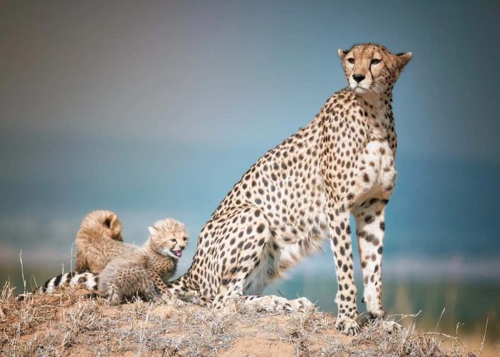 cheetah masai mara1