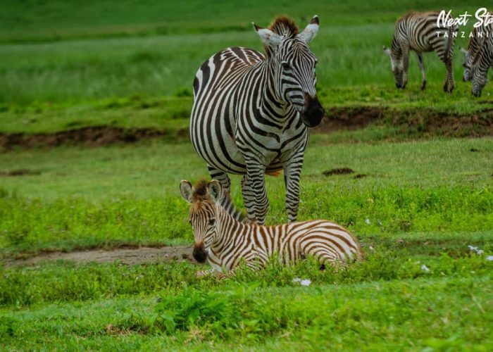 crater ngorongoro