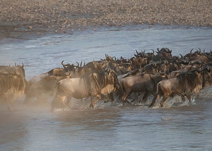 crossing river migration