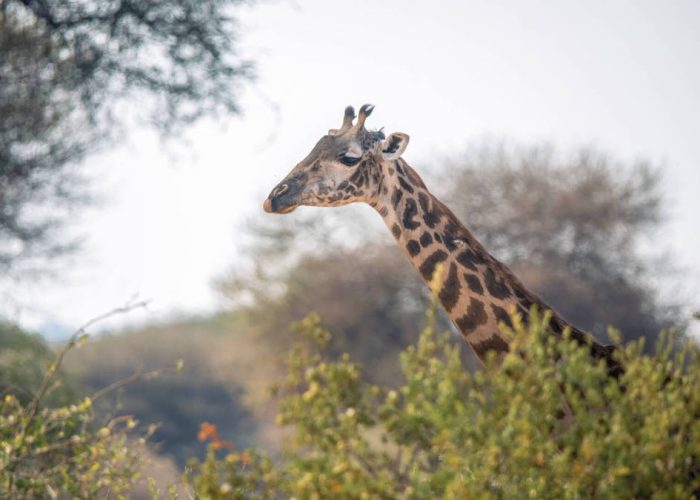 giraffee tanzania