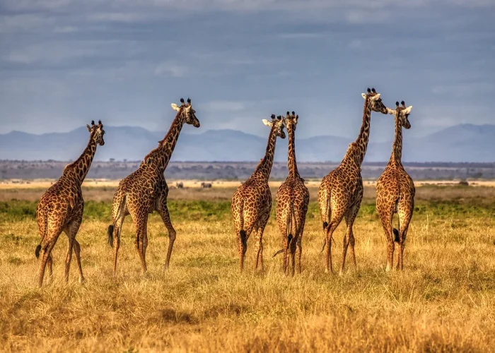 girrraffe in serengeti