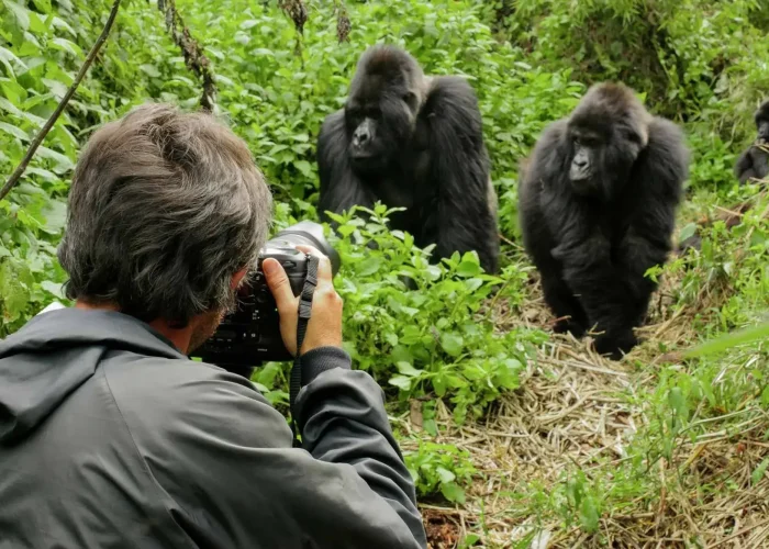 gorillas trekking safari